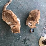 [고양이] 고양이 <b>사료</b> 간식 주는거 ㅠㅠ