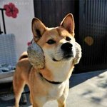 민지야 보고<b>시포</b>