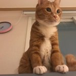 [고양이] 까칠냥 토리의 마징가 귀