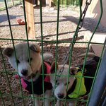 [강아지] <b>진도</b>아이들에게 날개를 달아주세요