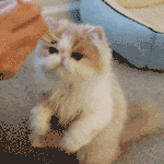 민지 돼<b>지야</b>