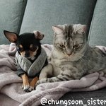 [청순<b>자매</b>] 청순한 고양이와 강아지
