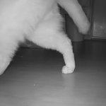 나의 동거묘 <b>도칠</b>이의 2018년 12월 겨울..