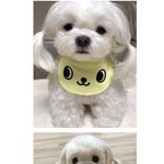 [댓글부탁해] <b>심</b><b>쿵</b>하는 댕댕이