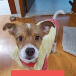 [강아지] 서울에서전주 <b>춘천</b>에서전주로