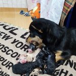 [강아지] 6남매를 출산했습니다