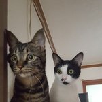 [고양이] 형제가 된 코<b>복이</b>와 레오를 소개합니다: D 7