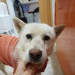 [강아지] <b>순딩</b>이 백구라 더 속상합니다