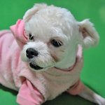 요정/말티즈/남아(중성화완료)/1살/2.8kg  *<b>선한</b> 눈빛을 가지고...
