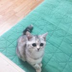 [드루와] 우리집 고양이 ㄹㅇ <b>순수</b>하게?생김