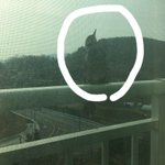 내 방 창문 앞에 새 날<b>아다</b>님 ㅋㅋㅋㅋ