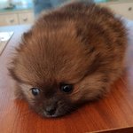 [강아지] 저희집 초선이를 소개합니다 (비주얼실화?..)