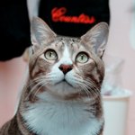 [댓글부탁해] <b>뚱</b>냥이 사랑해줘서 고마워