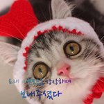 [고양이] 내이름은 통