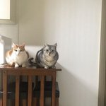 [고양이] 아미랑치치랑-번외편1