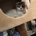 [고양이] 사랑스러운나의묘️