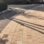 [댓글부탁해] +)우리집 강아지랑 <b>대치</b>중;;