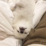 [강아지] 너도 나도 있는 댕댕이! <b>저도</b> 울 집 댕댕이를 소개해요...