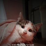 1.2kg 아기냥이를 도와주세요
