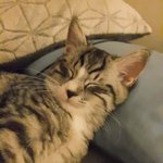<b>울</b><b>집</b>고양이 ㅠㅠㅠ