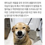 [댓글부탁해] 강아지 적반 <b>하장</b> 표정의 비밀