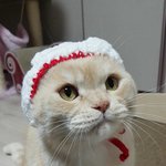 [고양이] <b>쩍</b><b>벌</b>냥 자랑 대회^^