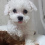 [강아지] 말썽꾸러기 아가<b>비숑</b> 듀랭이 성장기 (사진유)