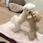 [댓글부탁해] <b>대판</b> 싸운 이해리 강민경 강아지ㅋㅋㅋㅋ