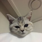 [댓글부탁해] 우리<b>집</b> 냥이 인생<b>사진</b> 찍음