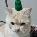 [고양이] (<b>통이</b>네)괜찮아~귀여우니