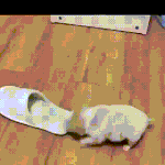 [댓글부탁해] 주인놈이 <b>새집</b>을 사왔다고?.gif