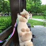 [댓글부탁해] 곰한테 밟히고 살아남은 <b>라쿤</b>.jpg
