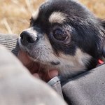 <b>모리</b>/장모치와와/남아(중성화완료)/4살/2kg  *점점 눈에 좋아지는게...