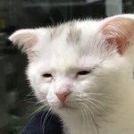 [드루와] 지금 댓글마다 시비터는 새기 있는데