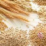 [EXO] 호east님 물에 잘 불어난 <b>현미</b>알같음