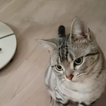 [고양이] (통이네) 어쩜 이리 이쁘니