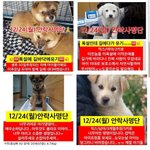 [드루와] <b>이</b> <b>강아지</b>들 곧 죽는대ㅠㅠ