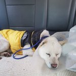 [강아지] <b>순딩</b>이 백구 혜성이