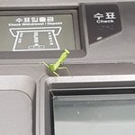 [드루와] 나 지금 은행 왔는데 <b>사마귀</b> 있어;;;;