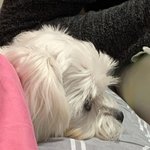 [드루와] 우리집 개 <b>티비</b>봄