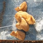 [고양이] 아가냥이<b>천사</b>들