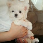 [댓글부탁해] 얘들아 얘 이름쫌 지어줘