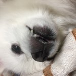 [댓글부탁해] 너네 가족여행 갈때 강아지 어떻게 해?