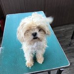 애견<b>미용</b> 배우는 고3인데 궁금한거 질문해!