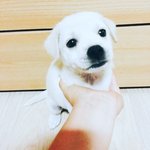 [강아지] 인절미 전에 만두(사진있음)