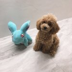 [강아지] 2탄!! 너도 나도 있는 댕댕이! 울 집 강아지 소개해요...