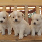 우리개 귀여운거 모르는사람 없게해주세요~(<b>생후</b> 50일 똥깡아지)