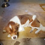 [강아지] 순딩이 <b>츄츄</b>의 가족이 되어주세요