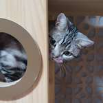 [고양이] (통이네)미인고양이 은단