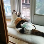 [고양이] 나의반려동물 <b>보배</b>